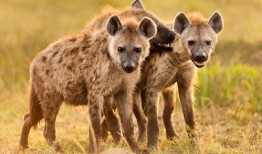 鬣狗式生存 2020,2020年职场生存法则揭秘