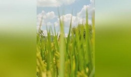 荒年全村啃树皮，我有系统满仓肉,系统满仓肉助村民渡难关