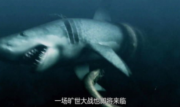 鲨鱼啾大战乌贼娘
