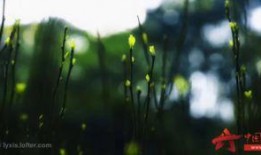 晚春不晚,捕捉春日余晖的美好时光