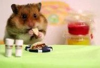 人类与仓鼠,亲密伙伴的奇妙关系揭秘