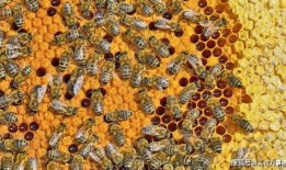 爱蜇人,探寻刺痛中的成长与智慧