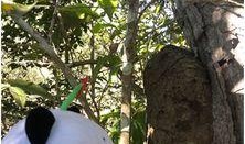 巴西奇遇记,穿越南美秘境的奇幻之旅