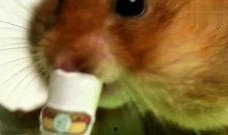 人类与仓鼠,亲密伙伴的奇妙关系揭秘