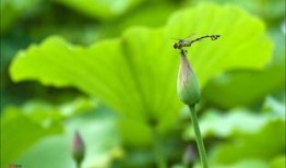 喂！蜻蜓 第二季,夏日再续蜻蜓之恋