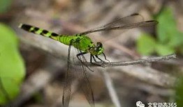 喂！蜻蜓 第二季,夏日再续蜻蜓之恋