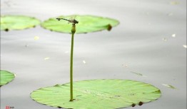 喂！蜻蜓 第二季,夏日再续蜻蜓之恋