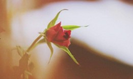 爱蜇人,探寻刺痛中的成长与智慧